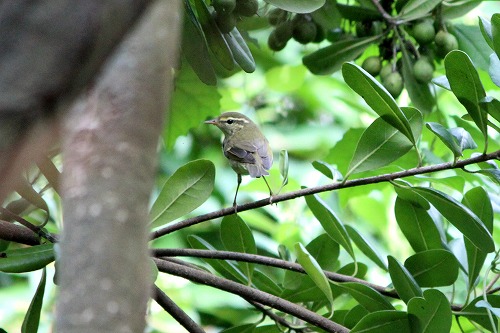 秋の渡り始まる・・・★先週末の鳥類園（2014.9.13～15）_e0046474_1250583.jpg