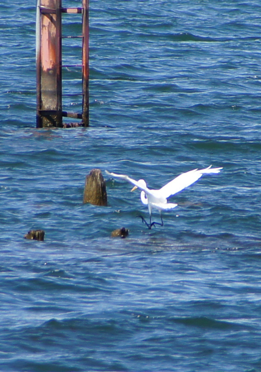 琵琶湖にてシラサギ/ユリカモメの大群/ピンクペッパーの木_c0139591_16383231.jpg