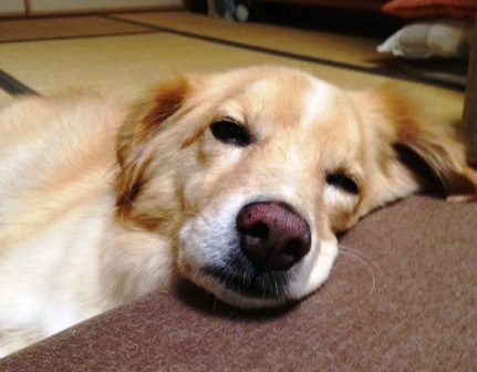 ブサイクな犬 犬っていいわぁ ブサイクな犬 犬っていいわぁ