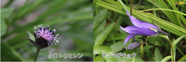 9月になっても・・・花咲く北アルプス・白馬岳❀①前編_a0158702_17191382.jpg