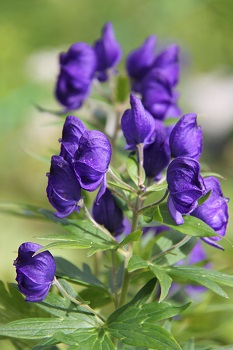 9月になっても・・・花咲く北アルプス・白馬岳❀①前編_a0158702_7544189.jpg