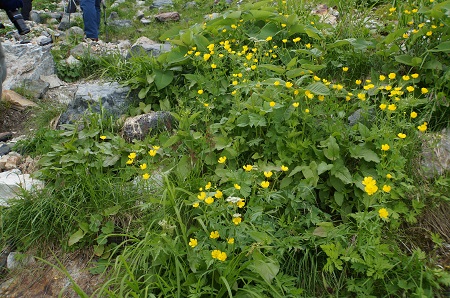 9月になっても・・・花咲く北アルプス・白馬岳❀①前編_a0158702_8133890.jpg