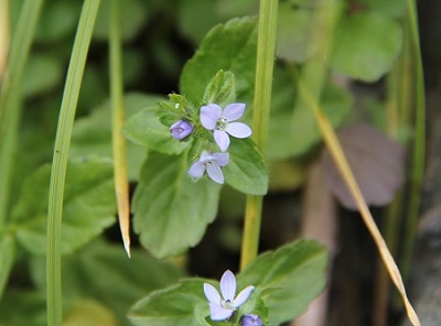 9月になっても・・・花咲く北アルプス・白馬岳❀①前編_a0158702_8185160.jpg