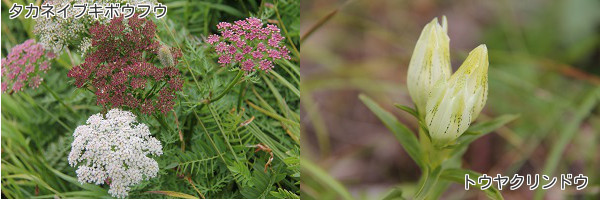 9月になっても・・・花咲く北アルプス・白馬岳❀①前編_a0158702_8314328.jpg