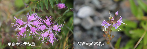 9月になっても・・・花咲く北アルプス・白馬岳❀①前編_a0158702_831742.jpg