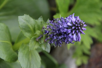 9月になっても・・・花咲く北アルプス・白馬岳❀①前編_a0158702_855886.jpg