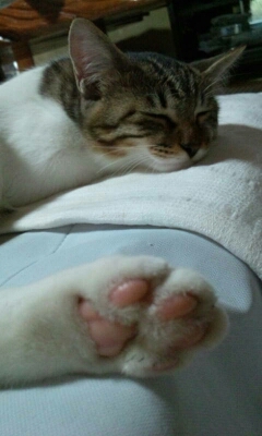 ハノイキャンプ2014_b0334704_1992860.jpg