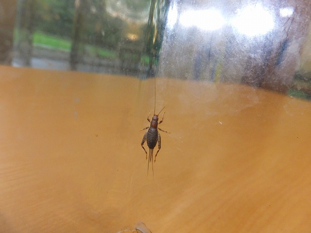 カネタタキ発見_b0049307_11362075.jpg
