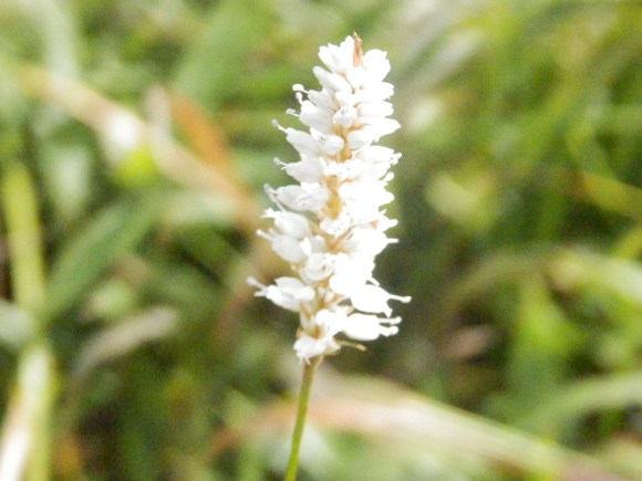 f0219710_7434081.jpg