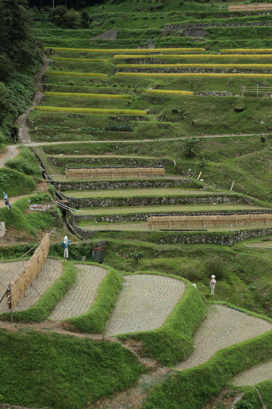 泉谷の棚田　稲木の風景_e0274411_2034788.jpg