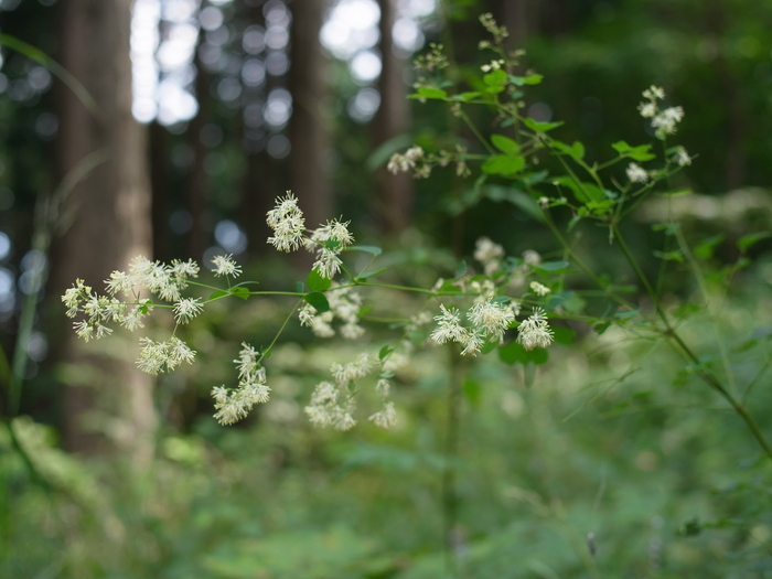 陣馬山の花_e0276411_22481485.jpg