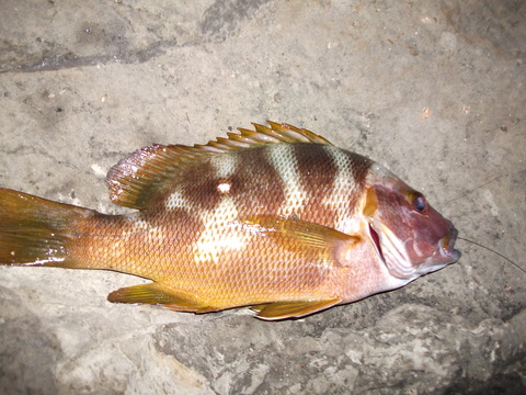 a0279321_1428815.jpg