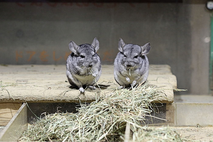 もふもふチンチラ 動物園放浪記