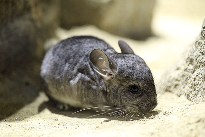 もふもふチンチラ 動物園放浪記 もふもふチンチラ 動物園放浪記