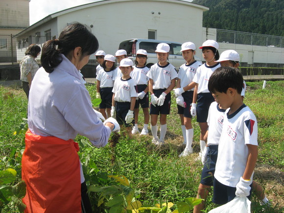 新鮮!美味しい枝豆収穫 in 南中山小学校_e0061225_13592243.jpg
