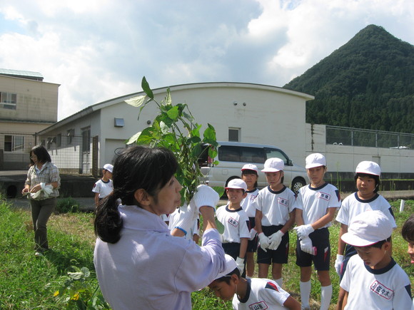 新鮮!美味しい枝豆収穫 in 南中山小学校_e0061225_1403239.jpg