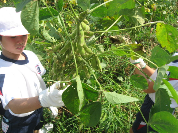 新鮮！美味しい枝豆収穫 in 南中山小学校_e0061225_1414522.jpg