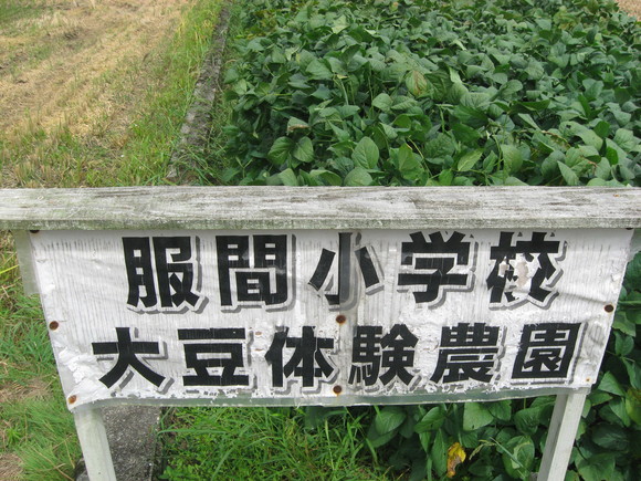 新鮮！美味しい枝豆収穫 in 服間小学校_e0061225_1452455.jpg