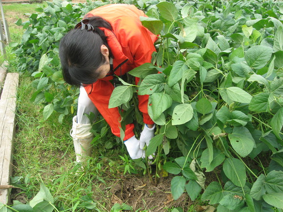 新鮮！美味しい枝豆収穫 in 服間小学校_e0061225_1456241.jpg