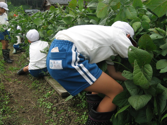 新鮮！美味しい枝豆収穫 in 服間小学校_e0061225_14575917.jpg