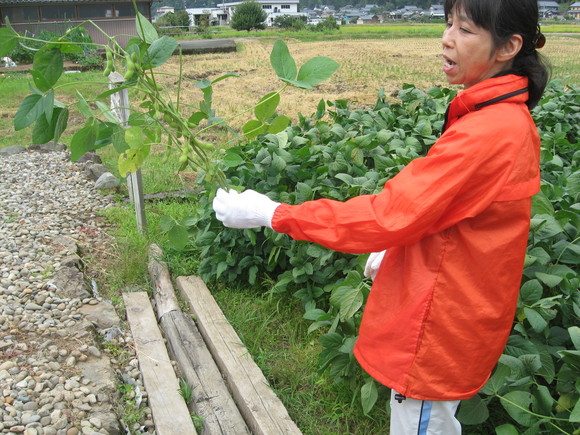 新鮮！美味しい枝豆収穫 in 服間小学校_e0061225_1457619.jpg