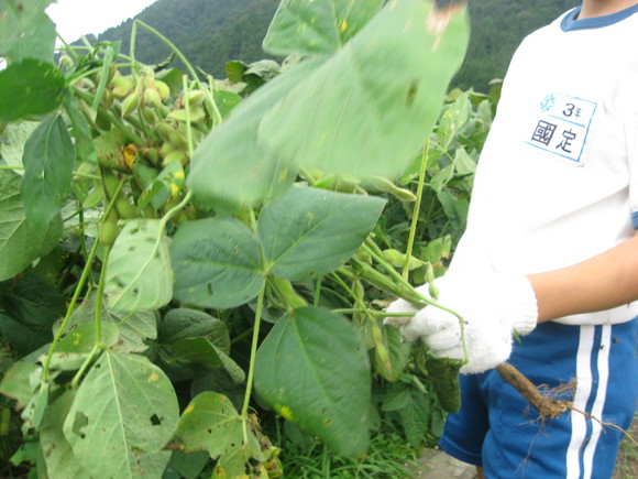 新鮮！美味しい枝豆収穫 in 服間小学校_e0061225_14584672.jpg
