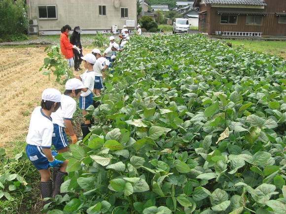 新鮮!美味しい枝豆収穫 in 服間小学校_e0061225_14594573.jpg