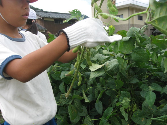 新鮮！美味しい枝豆収穫 in 服間小学校_e0061225_145993.jpg