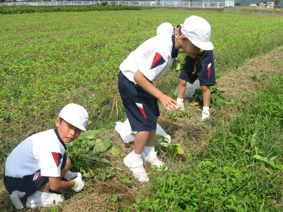 新鮮！美味しい枝豆収穫 in 南中山小学校_e0061225_1473384.jpg