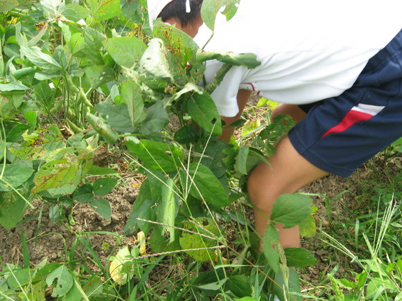 新鮮！美味しい枝豆収穫 in 南中山小学校_e0061225_1482741.jpg