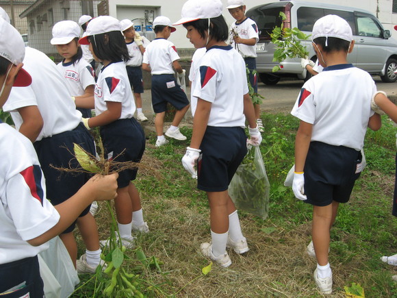 新鮮！美味しい枝豆収穫 in 南中山小学校_e0061225_1494492.jpg