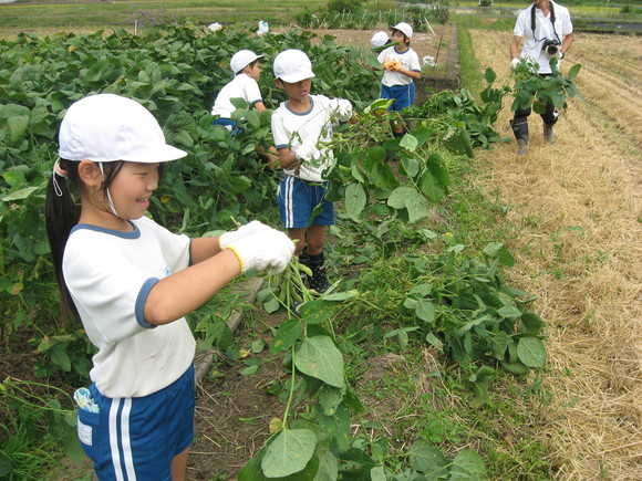 新鮮!美味しい枝豆収穫 in 服間小学校_e0061225_1503259.jpg
