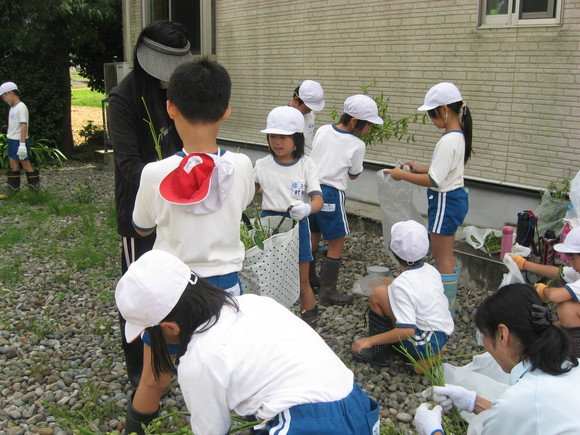 新鮮!美味しい枝豆収穫 in 服間小学校_e0061225_151337.jpg