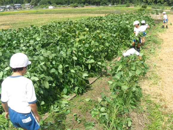 新鮮!美味しい枝豆収穫 in 服間小学校_e0061225_151856.jpg