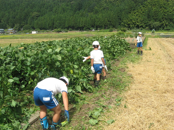 新鮮！美味しい枝豆収穫 in 服間小学校_e0061225_1521493.jpg