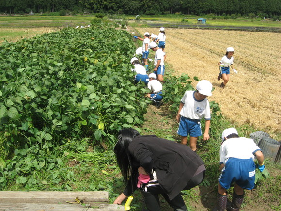 新鮮！美味しい枝豆収穫 in 服間小学校_e0061225_1525041.jpg