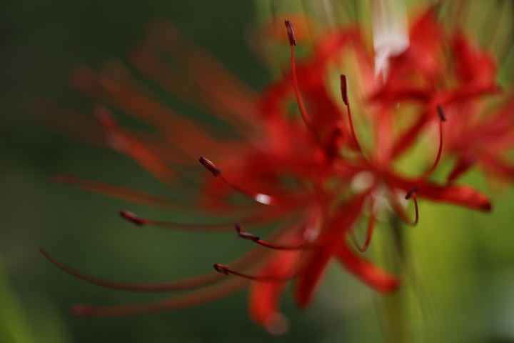 天上の花　【東山動植物園 2014】_f0253927_2337554.jpg