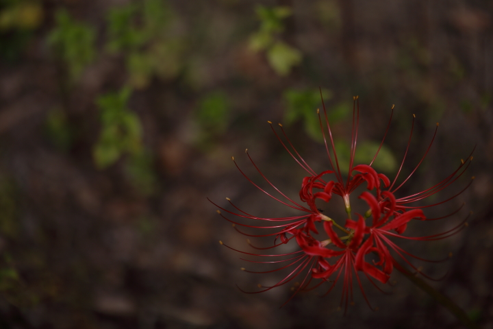 天上の花　【東山動植物園 2014】_f0253927_2339536.jpg