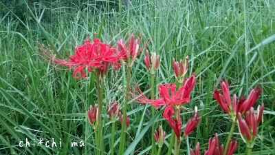 c0267235_23234448.jpg