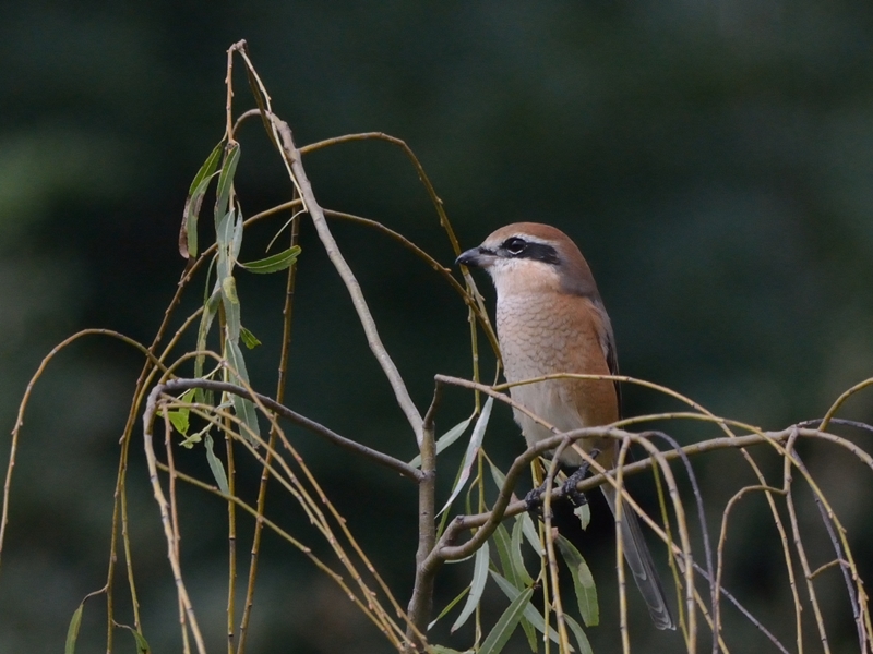 モズ（百舌）/Bull-headed shrike_b0309841_22345674.jpg