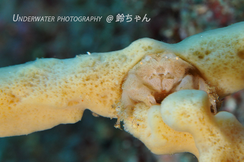 エリンギにウミタケハゼ!!?_b0186442_23532866.jpg