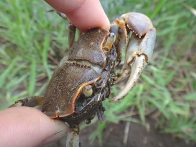 6月2週　森で海で田んぼであそぶ_e0256851_2241139.jpg