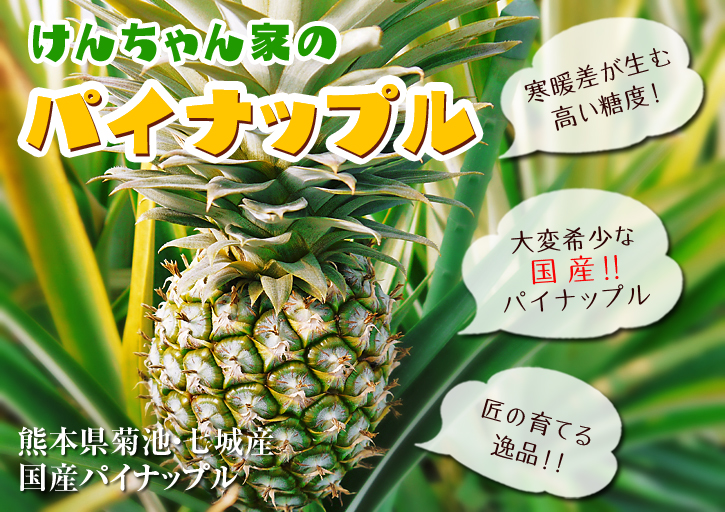 熊本産パイナップル　9月18日(木)テレビタミンで「田代農園」さん生中継決定!!_a0254656_1653364.jpg