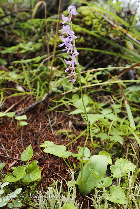 ラン科の花を探しに・・・_b0167256_23334738.jpg