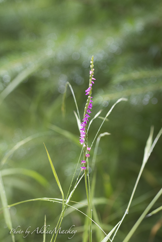 ラン科の花を探しに・・・_b0167256_23335715.jpg