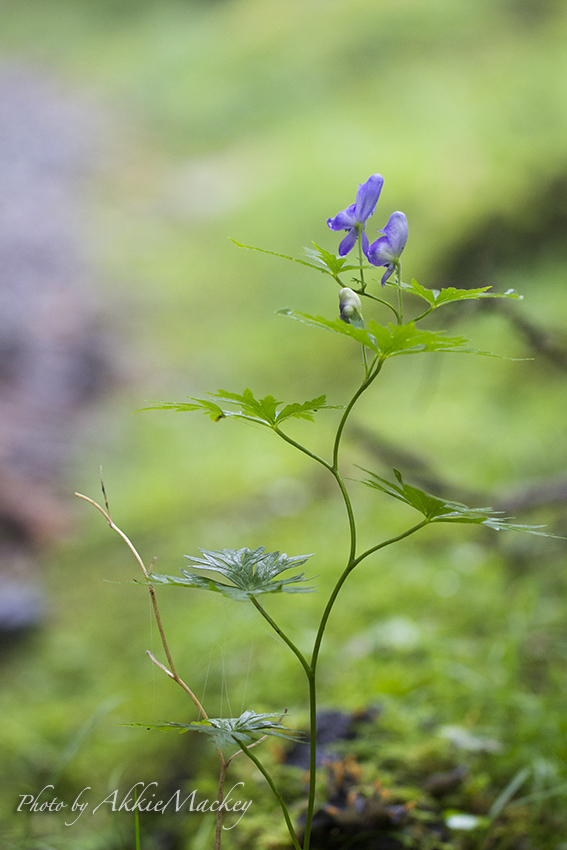 ラン科の花を探しに・・・_b0167256_23340724.jpg