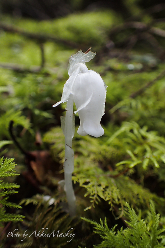 ラン科の花を探しに・・・_b0167256_23342108.jpg