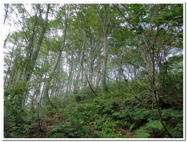 登りたかった日本300名山の大門山_c0311956_17573611.jpg