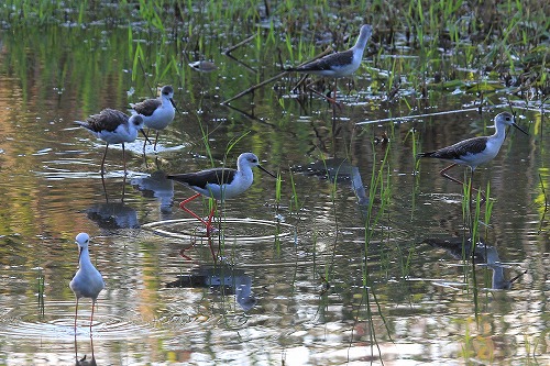 秋の渡り始まる・・・★先週末の鳥類園（2014.9.13～15）_e0046474_1453473.jpg