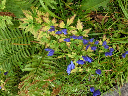 f0305884_958774.jpg